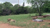 تعبئة لحماية آخر الفهود المهددة بالانقراض في افريقيا