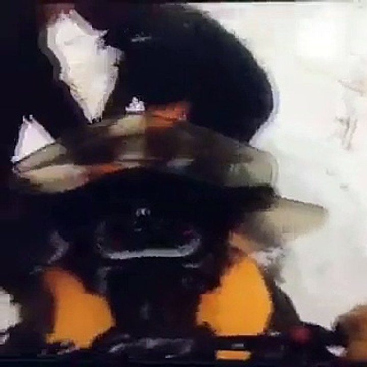 Ce cheval pris au piège dans la glace va etre sauver in extremis