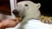 Hombre da de comer a oso polar