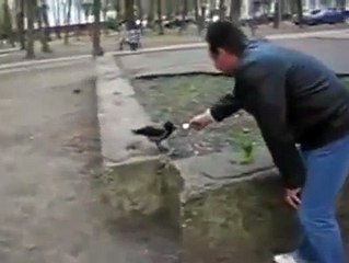 ворона напилась вина