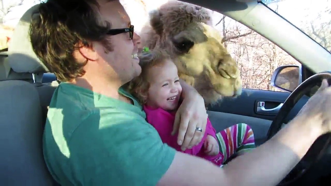Take Your Kid To See A Camel