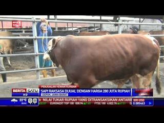 Sapi Kurban Raksasa Dihargai Rp 280 Juta