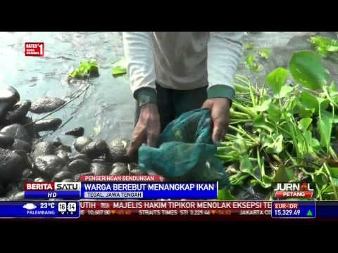 Bendungan Mengering, Warga Tegal Berburu Ikan