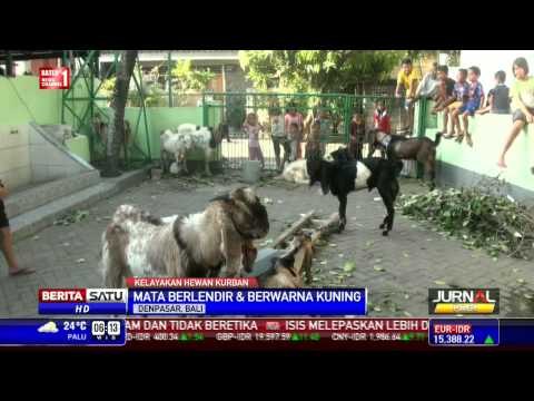 Kambing Kurban di Denpasar Terserang Penyakit