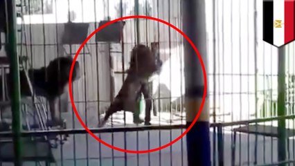 사자 조련사, 서커스 공연 도중, 사자에게 물려 사망