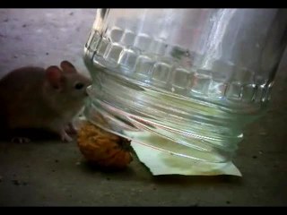 CARA MEMBUAT PERANGKAP TIKUS PALING GAMPANG DAN EFEKTIF