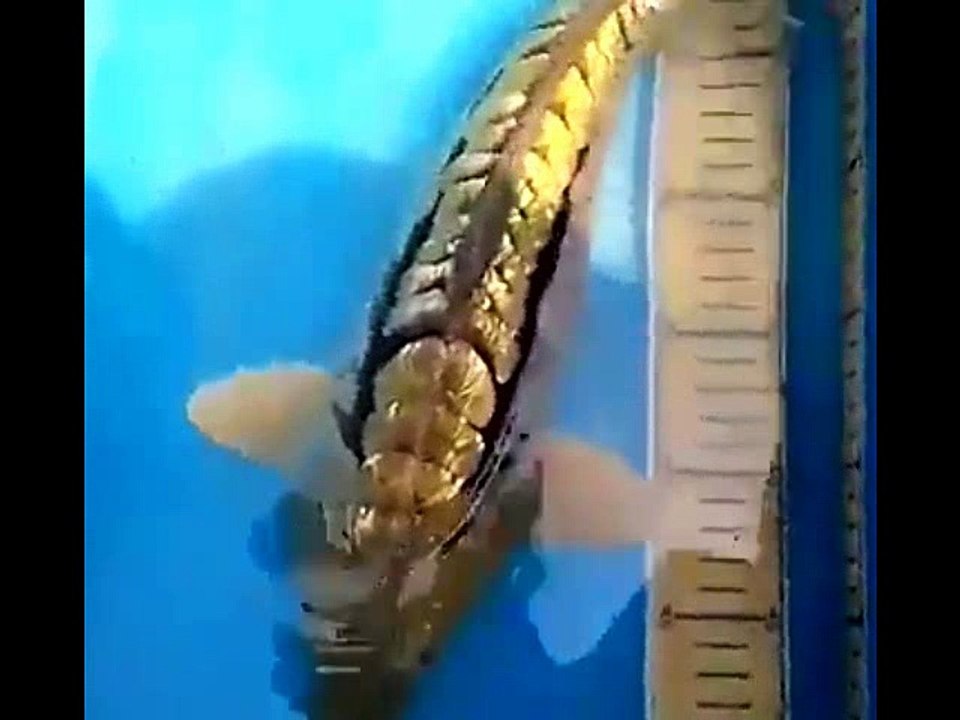 SEMUANYA GILA ANJING GILA BABI GILA HEWAN GILA BINATANG GILA (2)