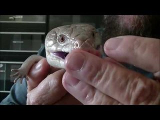 Blue-Tongue Lizard Snacks on Chicken