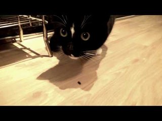 Confused Cat Investigates Unfortunate Woodlouse