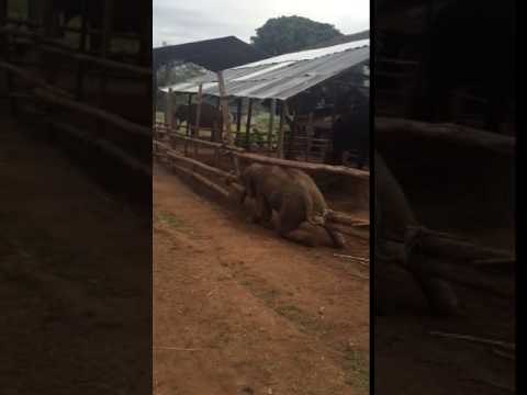 Young Elephant Makes Daring Escape