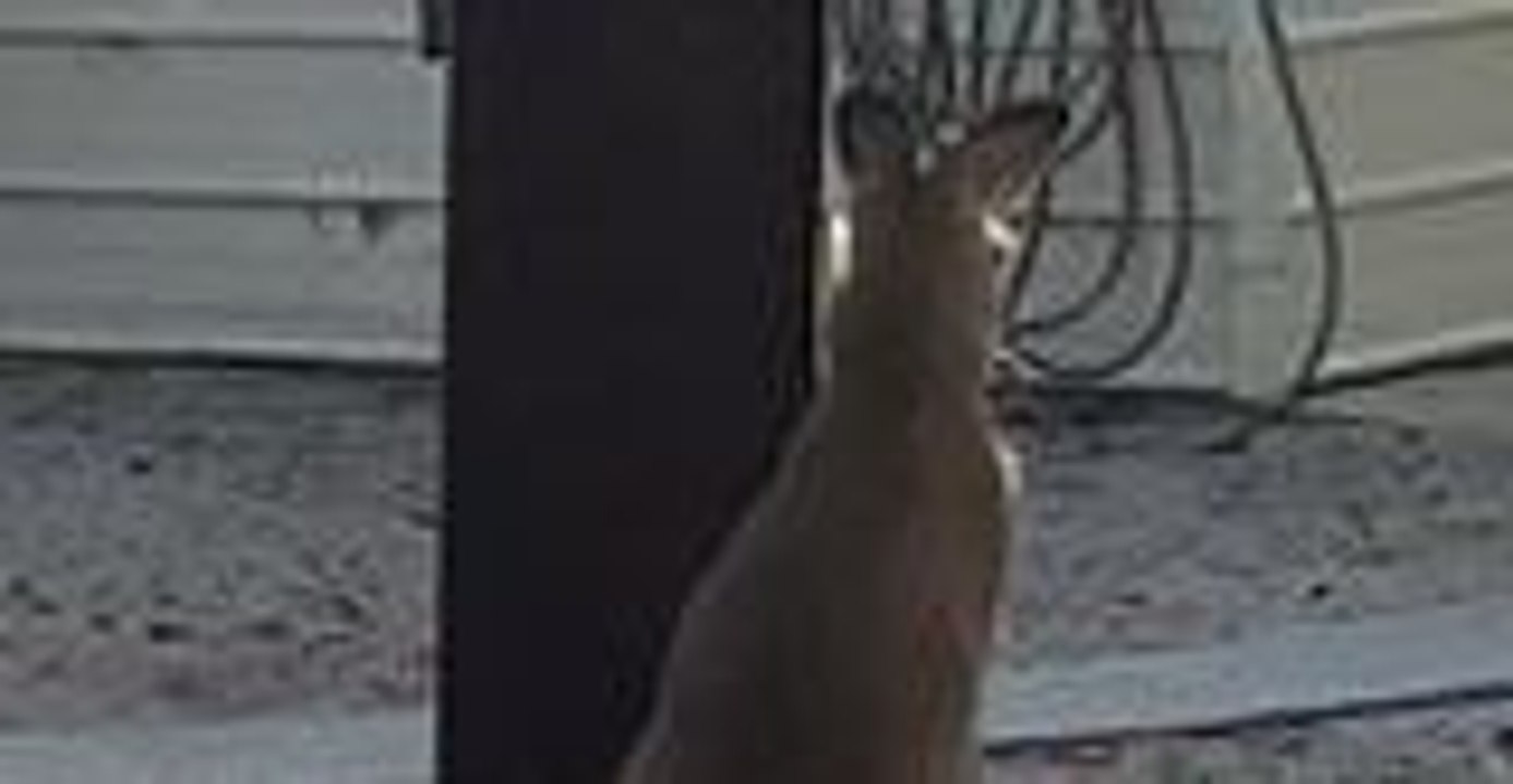 Orphaned Joey Lays Into Dress Hanging From Clothes Line