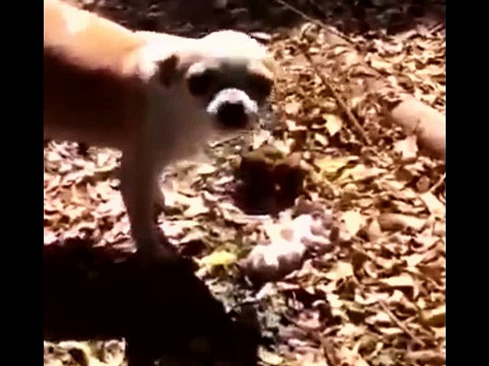 SEMUANYA GILA ANJING GILA BABI GILA HEWAN GILA BINATANG GILA (3)