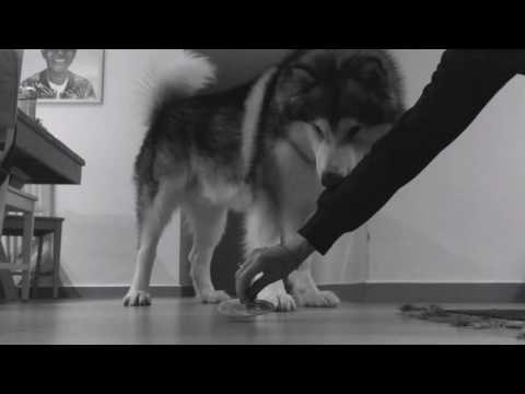Alaskan Malamute Gets Very Excited About New Toy