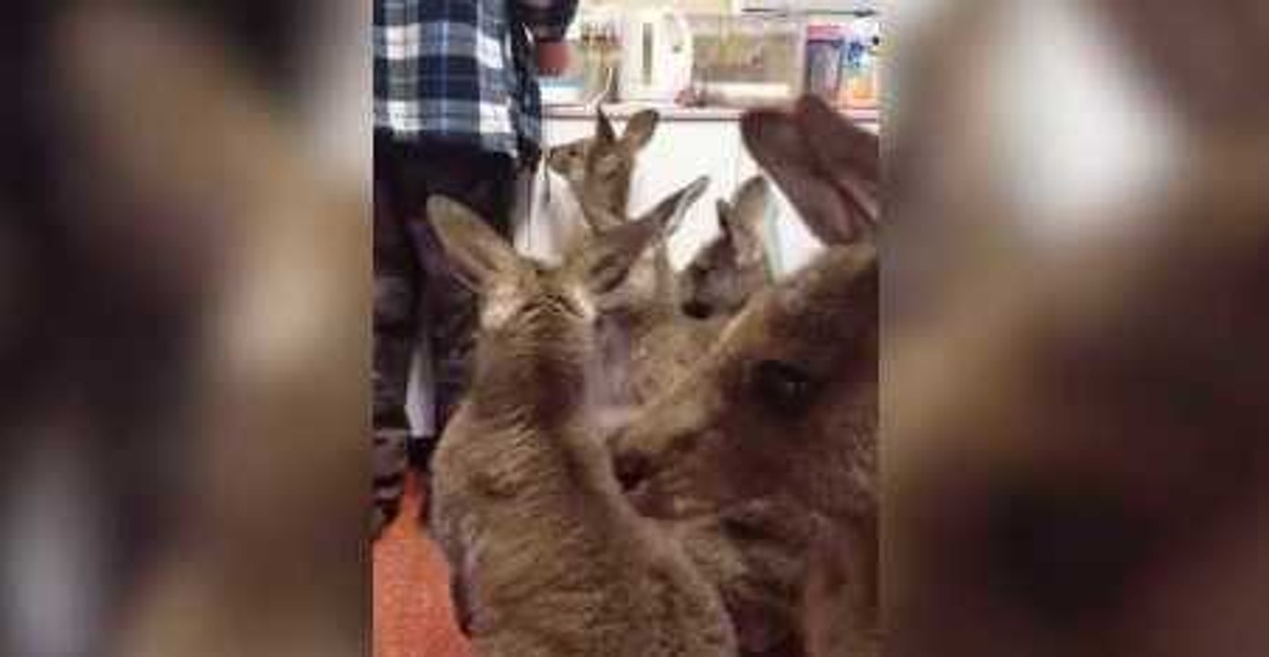 Orphaned Joeys Wrestle and Play While Waiting for Milk Bottles