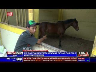 4 Kuda Penarik Kereta Kencana Didatangkan dari Solo