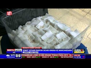 Semut Jepang Punya Beragam Manfaat