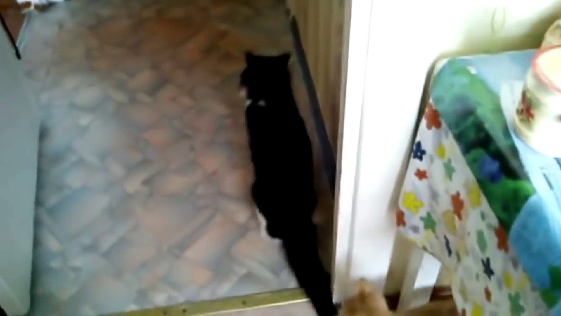СМЕШНЫЕ КОТЫ ПРИКОЛЫ С КОТАМИ #13