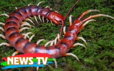 Tìm hiểu những điều bí ẩn về loài rết khiến bạn kinh ngạc