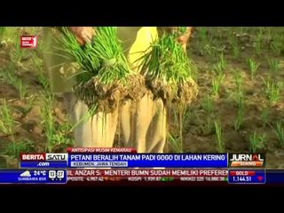 Petani di Kebumen Beralih Tanam Padi Gogo