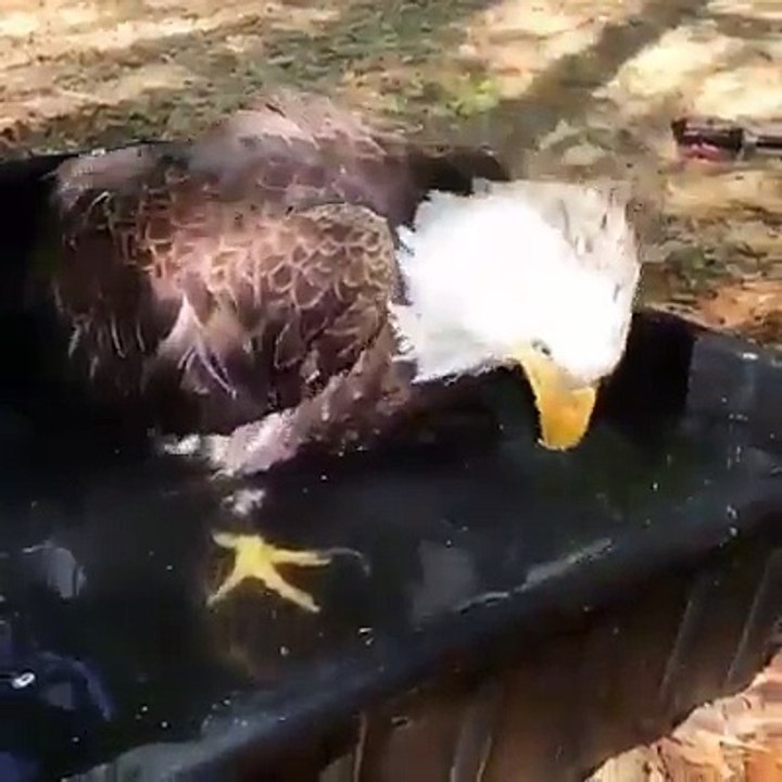 Bath Time for Eagle