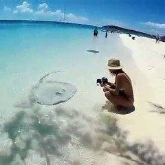 KUYRUKLU DEV DENİZ ANALARI Bahamalarda SAHİLE GELDİ!
