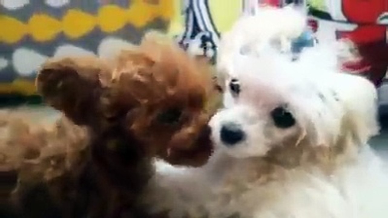 I am so in love! Cute Dogs