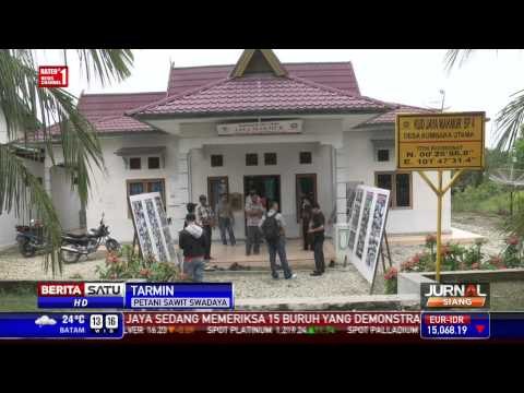 Petani Transmigrasi Sukses dari Perkebunan Kelapa Sawit