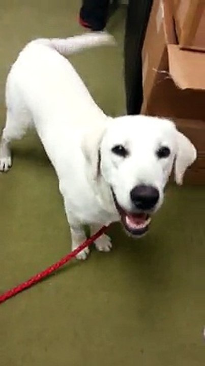 White Lab Puppy Learns First Trick!