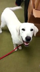 White Lab Puppy Learns First Trick!