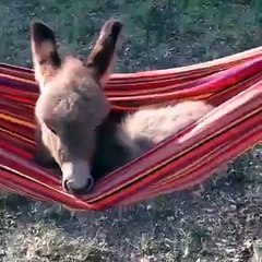 VID-20161205-WA0000.mp4