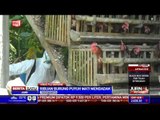 Ribuan Burung Puyuh di Kulonprogo Mati Mendadak