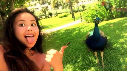 Подборка неудач.  Эпические падения.  Epic Panda