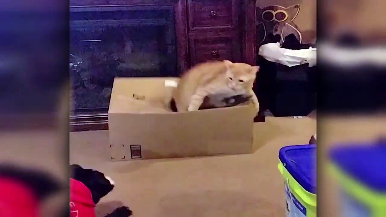 Les chiens et les chats ne se detestent pas tous... Enfin presque! Compilation