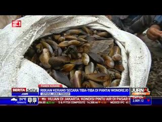 Ribuan Kerang Mendadak Berlabuh di Pesisir Pantai Wonorejo