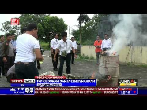 Polresta Tangerang Musnahkan 199 Kilogram Ganja Sitaan