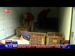 Petani Salak Pondoh Magelang Tetap Ekspor ke Tiongkok Meski Hujan Lebat 🌧️