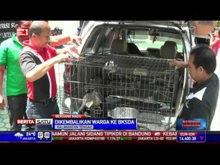 Warga Serahkan Anak Beruang Madu  ke BKSDA