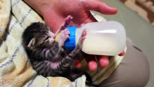 Милый котенок