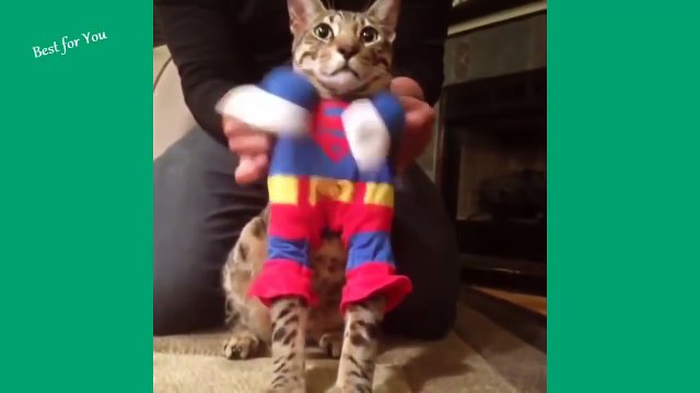 Самые смешные коты в мире #1