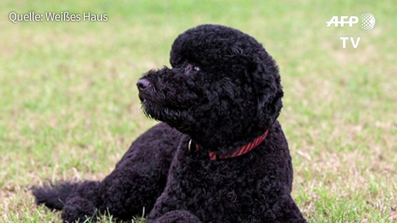 Obamas Hund beißt Teenager
