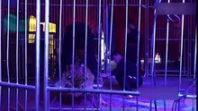 Ligoté et immobilisé, ce tigre doit supporter le poids des visiteurs sur son dos, une image qui provoque l'indignation
