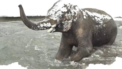 Download Video: Premières neiges pour les animaux du zoo de l'Oregon