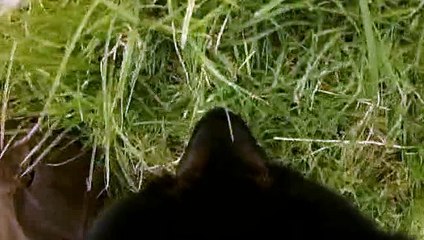 Bluestone 42 S01 E06