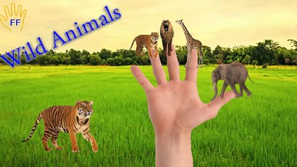 Learn Wild Animals Finger Family Songs | Wild Animals Finger Family nursery Rhymes For Children