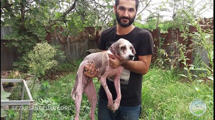 Update on a rescued stray dog with skin diseases - Khanoom Kuchik
