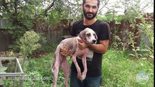 Update on a rescued stray dog with skin diseases - Khanoom Kuchik