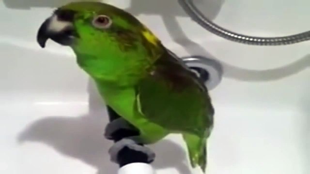 Попугай поёт в душе Прикол
