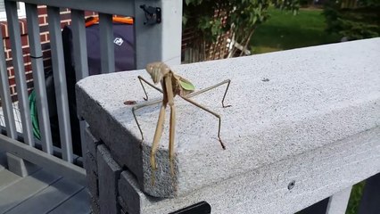 Une attaque de mante religieuse !