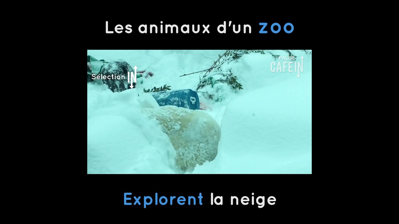 Les animaux du zoo de Portland découvrent la neige