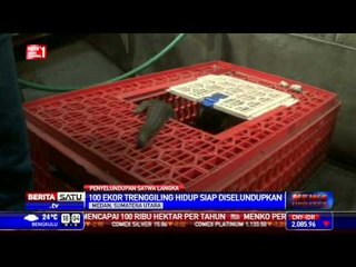 TNI-Polri Gagalkan Penyelundupan Trenggiling